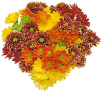 Fresh Picked Poms Fresh Cut Flower Bouquet Perspective: Main