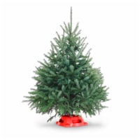 Dutchman Tree Farms Black Hill Spruce Tabletop Fresh 3-4 Foot Christmas Tree With Stand Perspective: Main