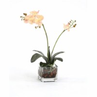Waterlook White Phaleanopsis Orchid
