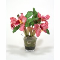 Waterlook Orchid Plant in Glass Pot, Pink