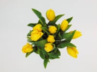 Fresh Cut Tulips