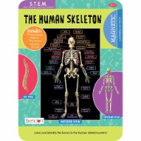 Bendon S.T.E.M. The Human Skeleton Kit Perspective: Main