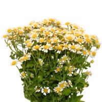 Galleria Farms Daisy Chamomile Filler Flower Bouquet Perspective: Main
