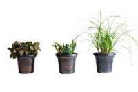Assorted Home Decor Foliage Perspective: Main