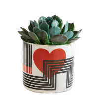 Love Lines Potted Plant Perspective: Main