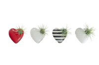 LiveTrends Life Magnetic Sweetheart - Assorted Perspective: Main