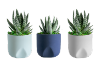 Aqua Life Potted Plant Perspective: Main