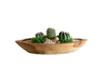 LiveTrends Kerala Teak Potted Plant Perspective: Main