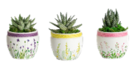 LiveTrends Sweet Blossoms Potted Succulent - Assorted Perspective: Main