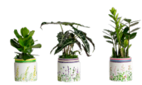 LiveTrends Living Floral Variety Plants - Assorted Perspective: Main