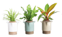 LiveTrends Brunn Plants - Assorted Perspective: Main