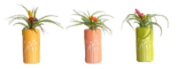 Birds of Paradise Brachycaulos Air Plant Perspective: Main