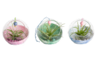 Potted Air Plant in Glass Orb - Fantasy - Assorted Perspective: Main