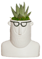 LiveTrends Hipster Potted Plant Perspective: Main