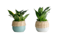 LiveTrends Sisu Plant - Assorted Perspective: Main