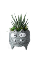 Monster Cat Assorted Succulent Potted Plants Perspective: Main
