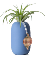 LiveTrends Harris Potted Brachycaulos Air Plant Perspective: Main