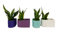 LiveTrends Manu Potted Plant