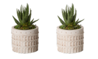 LiveTrends Roma Potted Plants