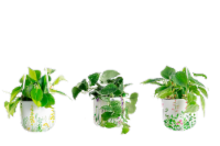 LiveTrends Fields of Spring Assorted Foliage (Approximate Delivery is 2-5 Days)