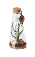 LiveTrends Tartan Dream Medusae Air Plant Terrarium Perspective: Main