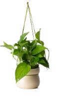 Drifter Hanging Basket Assorted Potted Plant Perspective: Main