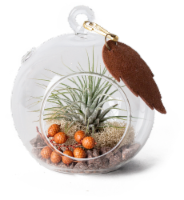 Fall Harvest Succulent Glass Orb Terrarium Perspective: Main