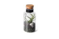 LiveTrends Witch's Potion Potted Air Plant Perspective: Main