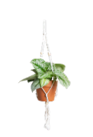 Petite Macrame Potted Plant Perspective: Main