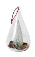 LiveTrends Holiday Morning Tillandsia Decorative Plant Perspective: Main