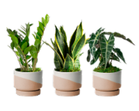 Live Trends Norway Plant