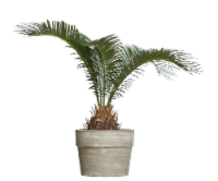 Sago Palm Plant Perspective: Main