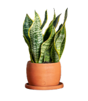 LiveTrends Large Free-Form Terracotta Perspective: Main