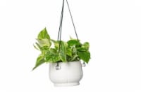 Rene Hanging Plant Perspective: Main