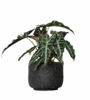 Wisdom Assorted Potted Plants Perspective: Main