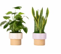 LiveTrends In Bloom Potted Plants Perspective: Main