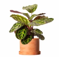 LiveTrends Contemporary Terracotta Potted Houseplant Perspective: Main