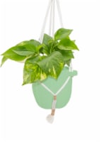 LiveTrends Sonnet Hanging Basket Perspective: Main