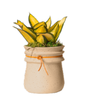LiveTrends Canterelle Potted Plant