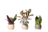 LiveTrends Skog Potted Plant