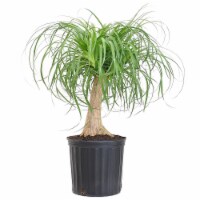 Elephant's Foot Potted Plant (Approximate Delivery is 2-7 Days)