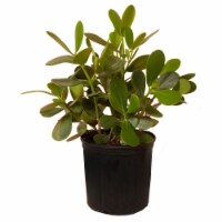 Clusia Potted Plant (Approximate Delivery is 2-7 Days)