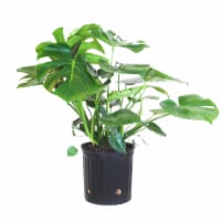 Monstera Deliciosa Potted Plant (Approximate Delivery is 2-7 Days)
