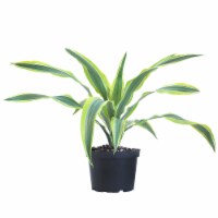 Lemon Lime Warneckii Potted Plant (Approximate Delivery is 2-7 Days)