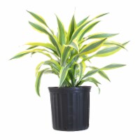 Lemon Lime Warneckii Potted Plant (Approximate Delivery is 2-7 Days)