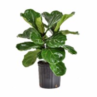 Fresh Ficus Lyrata Bush Foliage Plant in 10 inch container Perspective: Main