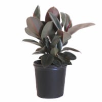 Fresh Ficus Burgundy Foliage Plant in 10 inch container Perspective: Main