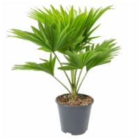 Fresh Chinese Fan Palm Foliage Plant in 10 inch container Perspective: Main