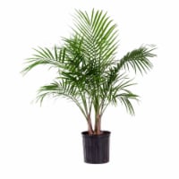 Fresh Majesty Multi Foliage Plant in 10 inch container Perspective: Main