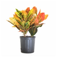 Fresh Croton Foliage Plant in 10 inch container Perspective: Main